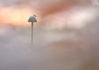 Minuscule guêpe sauvage posée au sommet d'un petit champignon sur fond vaporeux