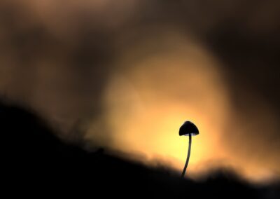 Champignon en ombre chinoise sur fond doré