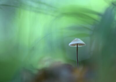 Petit champignon marasme alliacé dans une ambiance verte