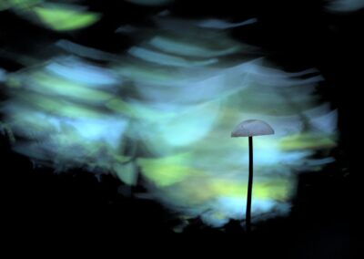 Marasme alliacé, à contre-jour, champignon sur fond coloré et structuré bleu et noir