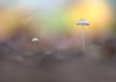 Deux champignons dans un bokeh lumineux et coloré, vaporeux