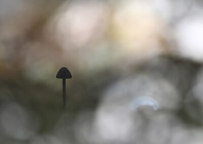 Petit champignon à contre jour dans un bokeh vaporeux