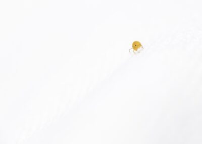 Collembole jaune orangé dans un environnement tout blanc, high-key