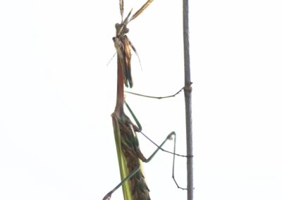 Empuse mâle avec antenne plumeuses sur une tige sèche et fond blanc, high-key