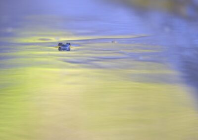 Sonneur à ventre jaune au ras de l'eau jaune et bleue, reflets et vaguelettes