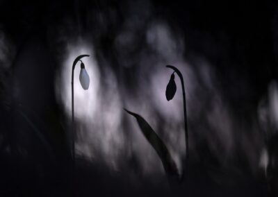 Duo de perce-neige en basse lumière, low-key, trouées de lumière