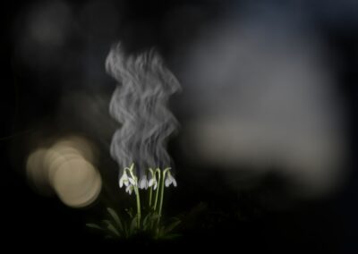 Groupe de perce-neiges, effet de vapeur la nuit, photo au flash, double-exposition