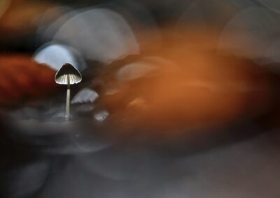 Petit champignon à contre-jour, chapeau transparent