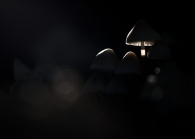 champignons à contre-jour, lumière basse, effet low-key