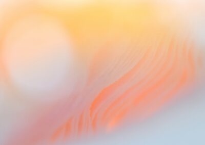 Détails des lamelles d'une amanite tue-mouches