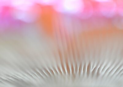 Détails des lamelles d'une amanite tue-mouches