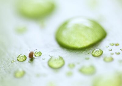 Collembole Sminthurides aquaticus au milieu des gouttes d'eau sur une feuille