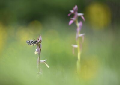 Papillon Diane posé sur une orchidée Sérapias langue