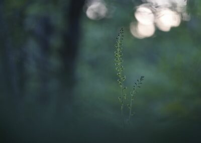 Listère à feuilles ovales au soleil couchant dans un bokeh vert bouteille