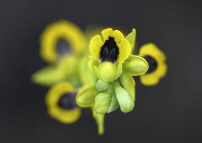 Détail d'une inflorescence d'Ophrys jaune, vue du dessus