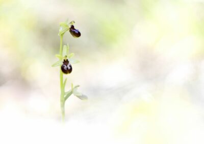 Ophrys petite araignée O. araneola en high-key sur fond très lumineux et vapoureux