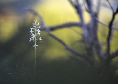 Platanthère blanche au coucher du soleil