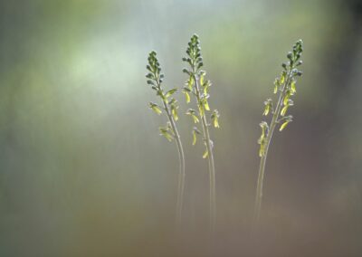 Trio de Listère à feuilles ovales avec bokeh vaporeux