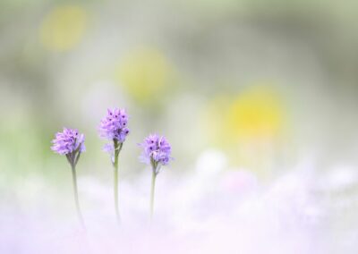 Trio d'orchis tridenté en high-key